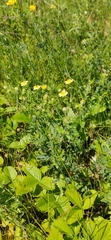 Potentilla argentea