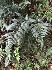 Dryopteris polita
