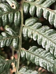 Dryopteris polita