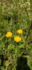 Ranunculus polyanthemos