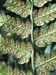 Dryopteris polita