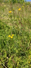 Ranunculus polyanthemos