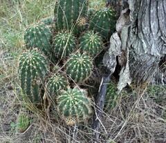 Echinopsis rhodotricha