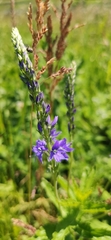 Veronica teucrium