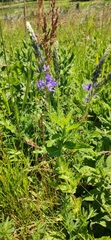 Veronica teucrium
