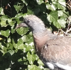 Columba palumbus