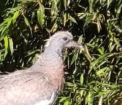 Columba palumbus