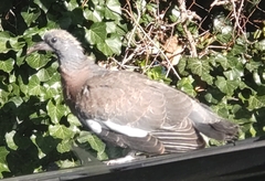Columba palumbus