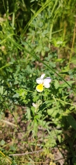 Viola tricolor