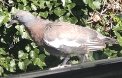 Columba palumbus