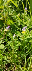 Viola tricolor