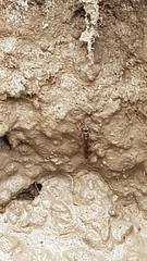 Sceliphron curvatum