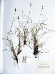 Carex caryophyllea microtricha