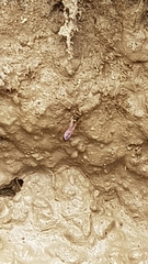 Sceliphron curvatum
