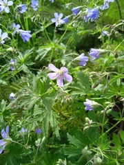 Geranium pseudosibiricum
