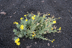 Senecio aetnensis