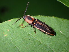 Megapenthes limbalis
