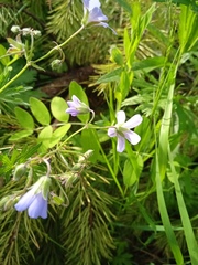 Geranium pseudosibiricum