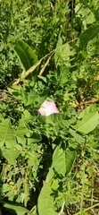 Convolvulus arvensis
