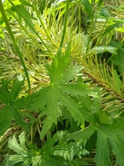 Geranium pseudosibiricum