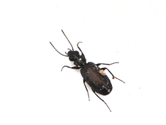 Syntomus foveatus