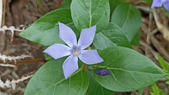 Vinca difformis difformis