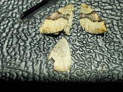 Xanthorhoe decoloraria