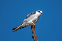 Elanus axillaris