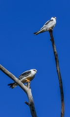Elanus axillaris