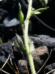 Draba incana