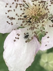 Brassicogethes aeneus