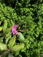 Rhododendron smokianum