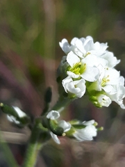 Draba incana