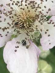 Brassicogethes aeneus