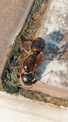 Camponotus
