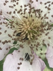 Brassicogethes aeneus