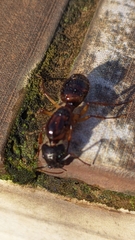 Camponotus