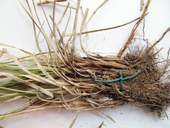 Carex caryophyllea microtricha