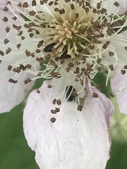 Brassicogethes aeneus