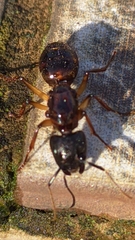Camponotus