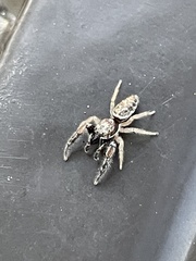 Metaphidippus siticulosus