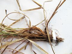 Carex caryophyllea microtricha