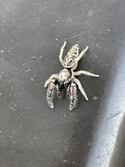 Metaphidippus siticulosus