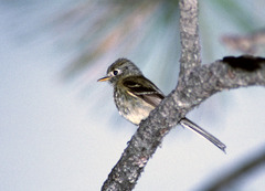 Empidonax affinis