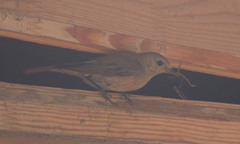 Phoenicurus phoenicurus