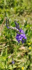 Veronica teucrium