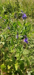 Veronica teucrium
