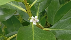 Myoporum tenuifolium