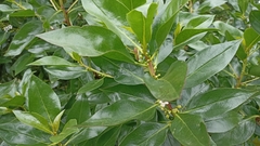 Myoporum tenuifolium