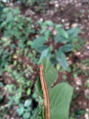 Ophiusini
